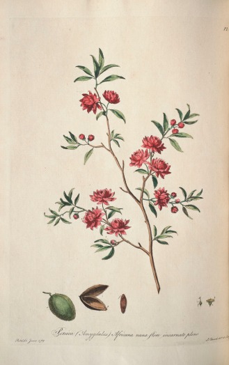Peach tree; Strawberry with oval spear shaped, rough leaves of an oval fruit, Plate 61